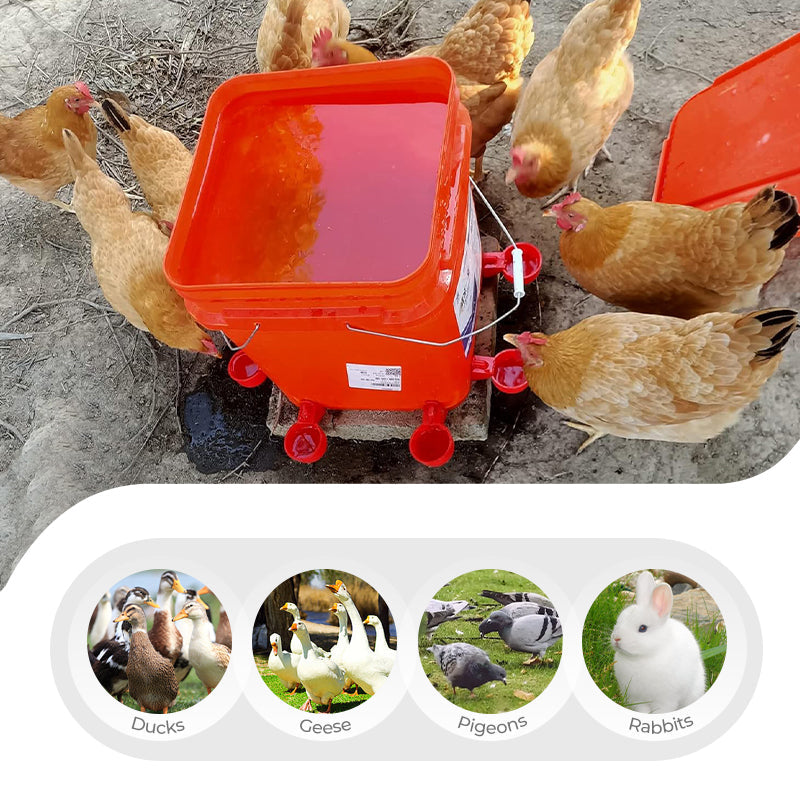 🐔 💧 Automatisk vattenkopp för kyckling – håller vatten rent och fräscht – perfekt för hälsosam uppfödning 🌿
